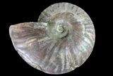 Silver Iridescent Ammonite (Cleoniceras) Fossil - Madagascar #159393-1
